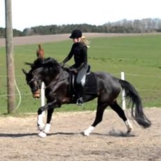 Dansk Varmblod / Sportspony   November Surprise