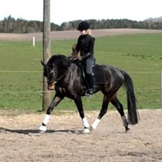 Dansk Varmblod / Sportspony   November Surprise