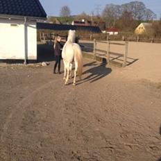 Anden særlig race Turgon