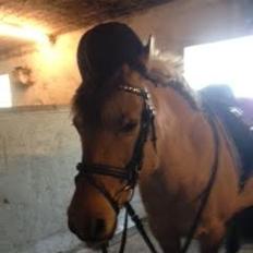 Anden særlig race Nelly