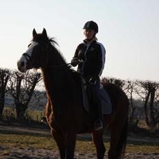 Dansk Varmblod starlight