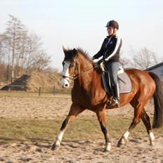 Dansk Varmblod starlight