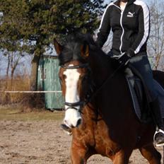 Dansk Varmblod starlight