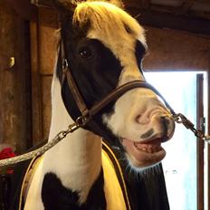 Anden særlig race Irish Entertainer