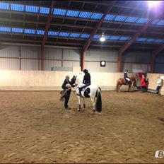 Anden særlig race Irish Entertainer