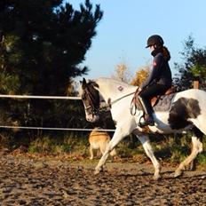 Anden særlig race Irish Entertainer