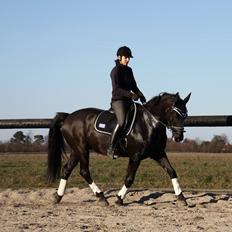 Welsh Partbred (Sec F) Chili´s Zappa