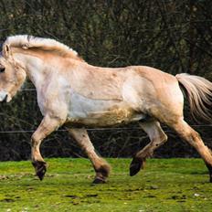 Fjordhest Lucas