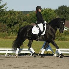 Anden særlig race Cheval (lånehest)