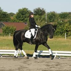 Anden særlig race Cheval (lånehest)