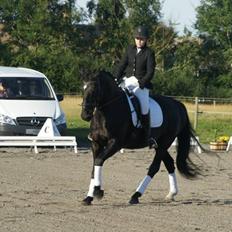 Anden særlig race Cheval (lånehest)