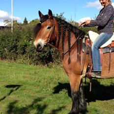 Nordsvensk Skovhest Lukas