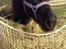 Fell pony Ellegaards Donna