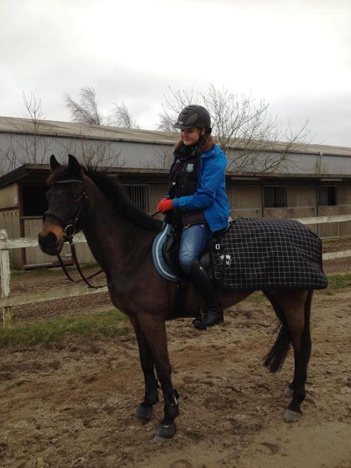 Hollandsk Sportspony NAPIRAI - Perfekt ridetur. <3 billede 8