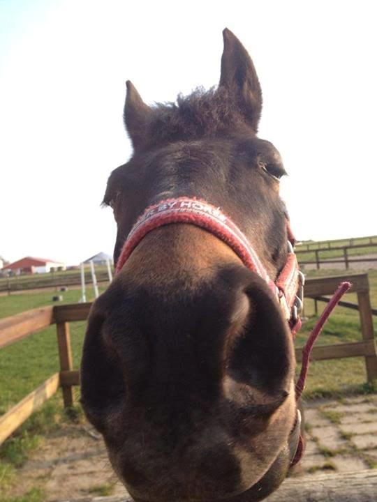 Hollandsk Sportspony NAPIRAI - Æhh? Hej tardo.. billede 25