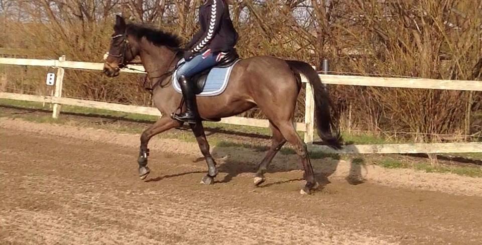 Hollandsk Sportspony NAPIRAI - Lidt anspændt pony, en af de første gange efter hun var kommet. billede 18
