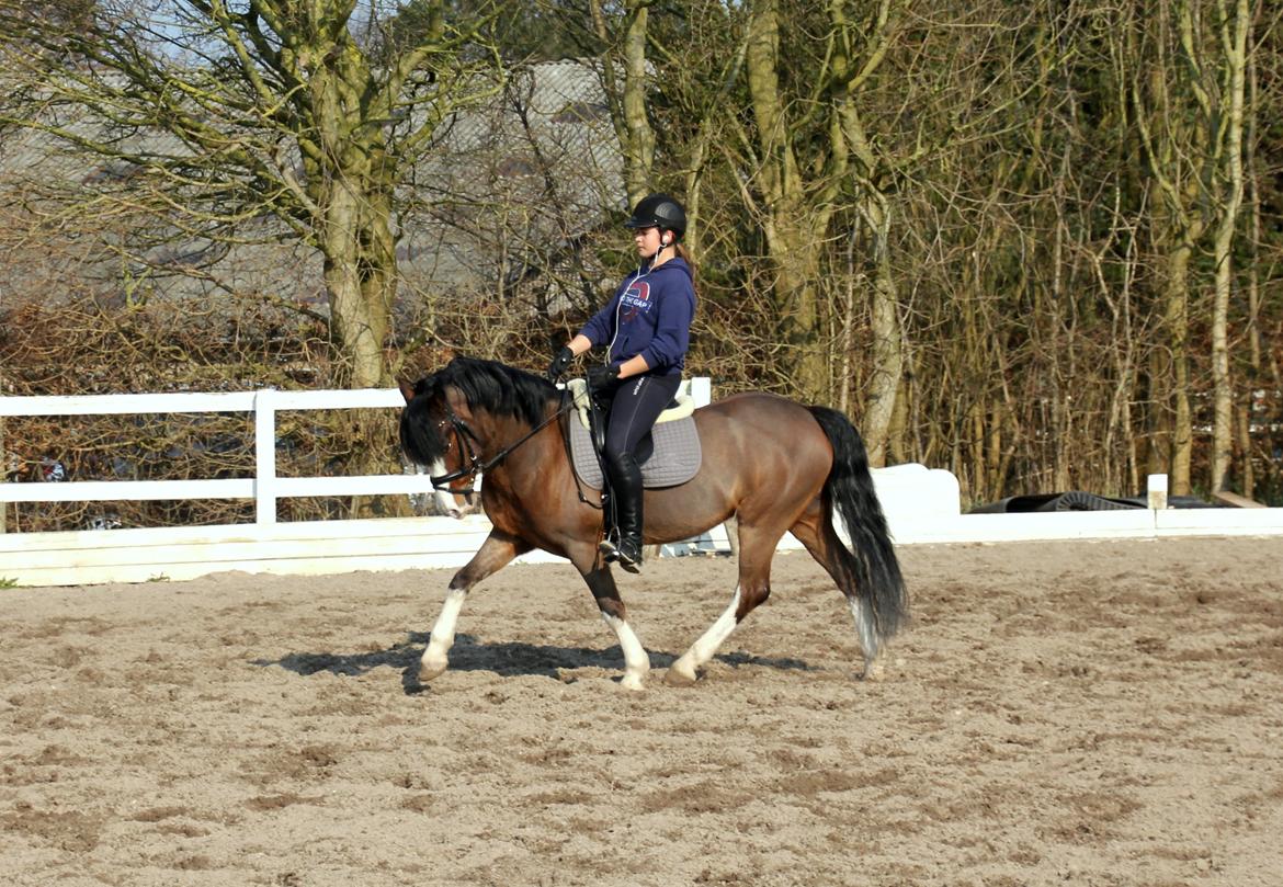 Welsh Pony af Cob-type (sec C) Thers Mickey Mouse - (NYT) på besøg hos pony-drengen! Han kan stadig! <3  billede 2