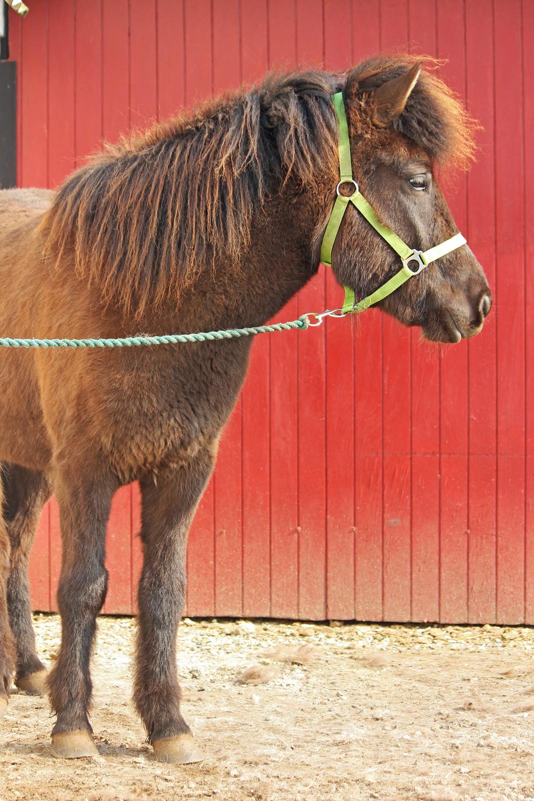 Islænder Blika fra Røllum billede 9