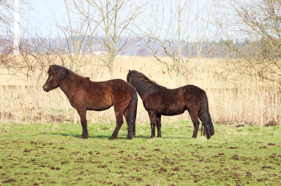 Islænder Blika fra Røllum - Med  Hera på folden! billede 8