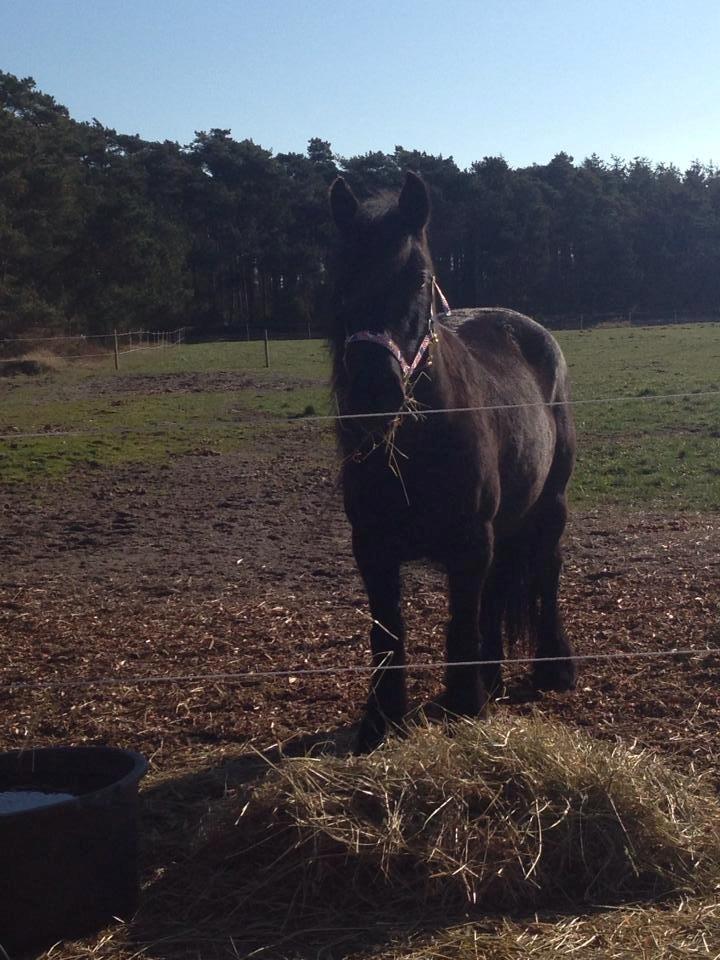 Fell pony Ellegaards Donna billede 2