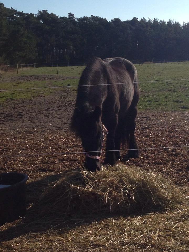 Fell pony Ellegaards Donna billede 3