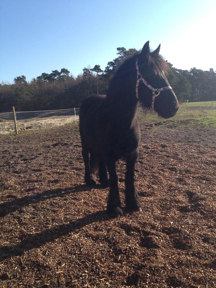 Fell pony Ellegaards Donna billede 4