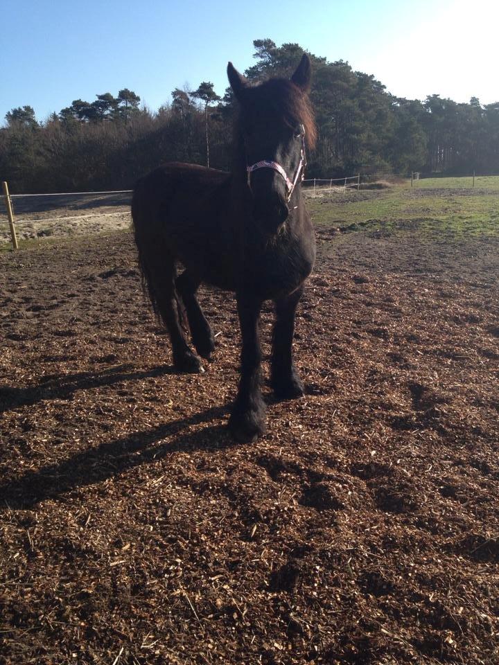 Fell pony Ellegaards Donna billede 5