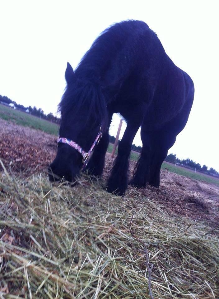 Fell pony Ellegaards Donna billede 6