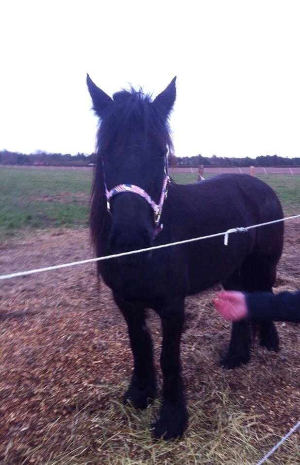 Fell pony Ellegaards Donna billede 7