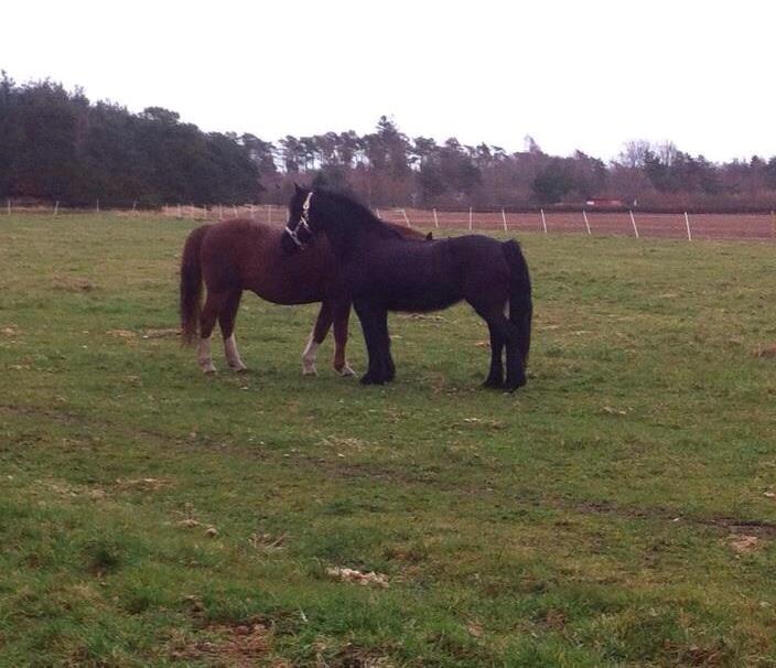 Fell pony Ellegaards Donna billede 8