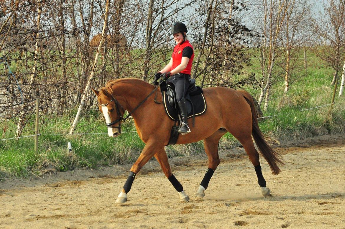 Hollandsk Varmblod Tina HL - Træning 29.3 2014 billede 4