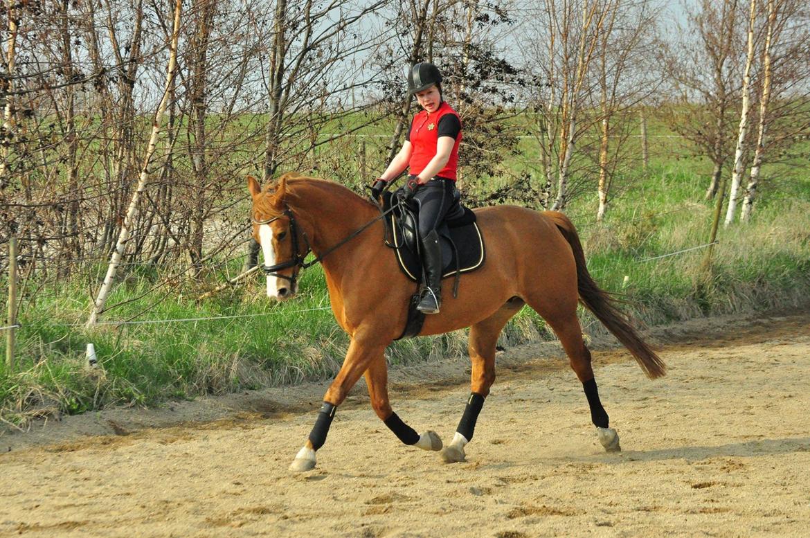 Hollandsk Varmblod Tina HL - Træning 29.3  billede 5