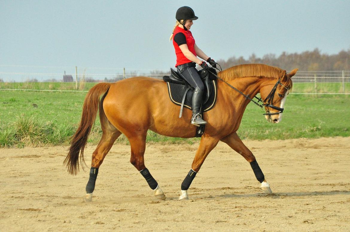 Hollandsk Varmblod Tina HL - træning billede 6