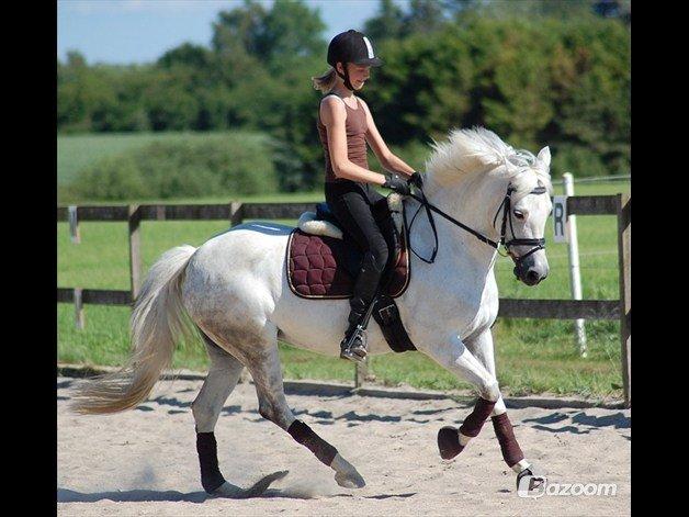 New Forest Øxenborg's Papagena billede 4