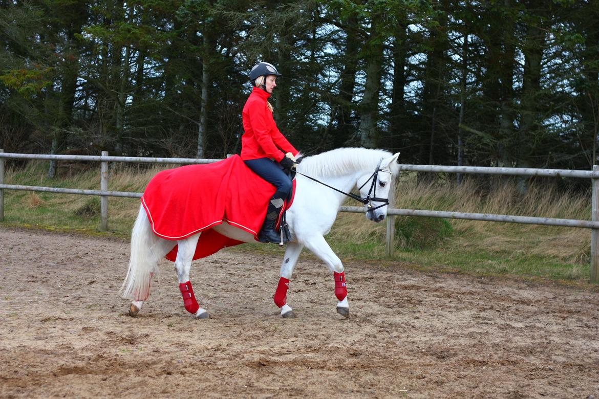 New Forest Øxenborg's Papagena billede 26