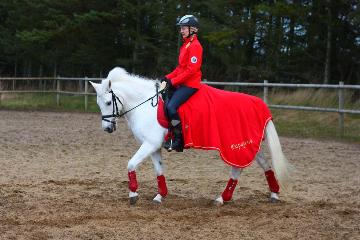 New Forest Øxenborg's Papagena billede 17
