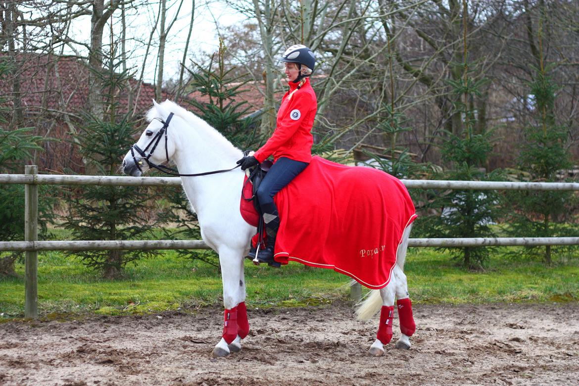New Forest Øxenborg's Papagena billede 1