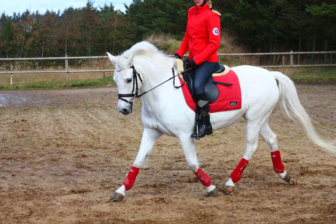 New Forest Øxenborg's Papagena billede 19