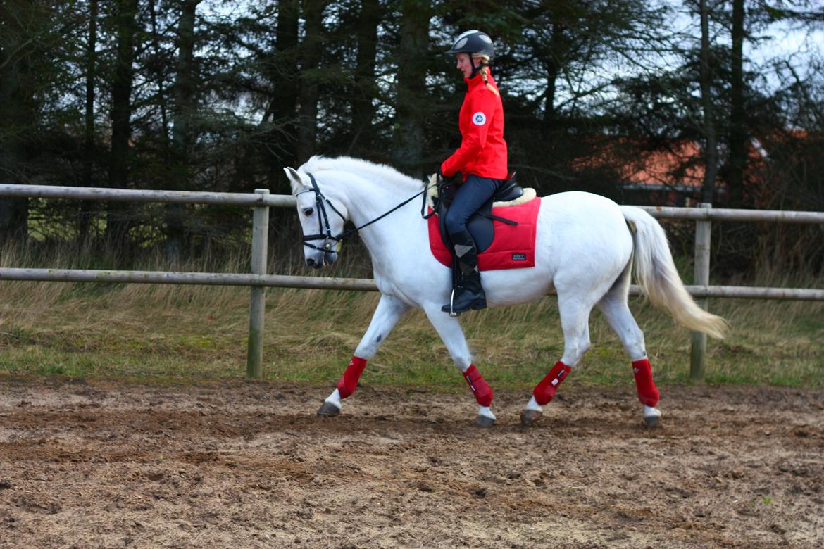 New Forest Øxenborg's Papagena billede 20