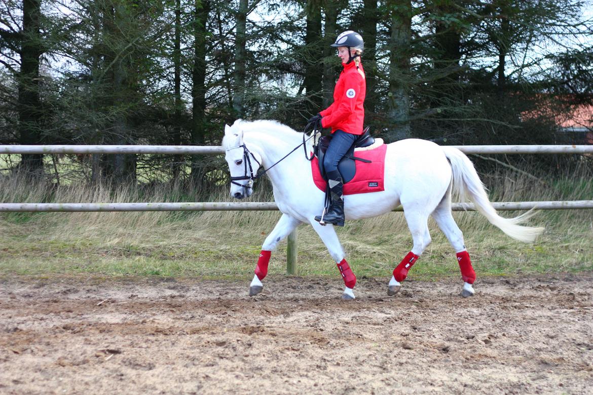 New Forest Øxenborg's Papagena billede 29