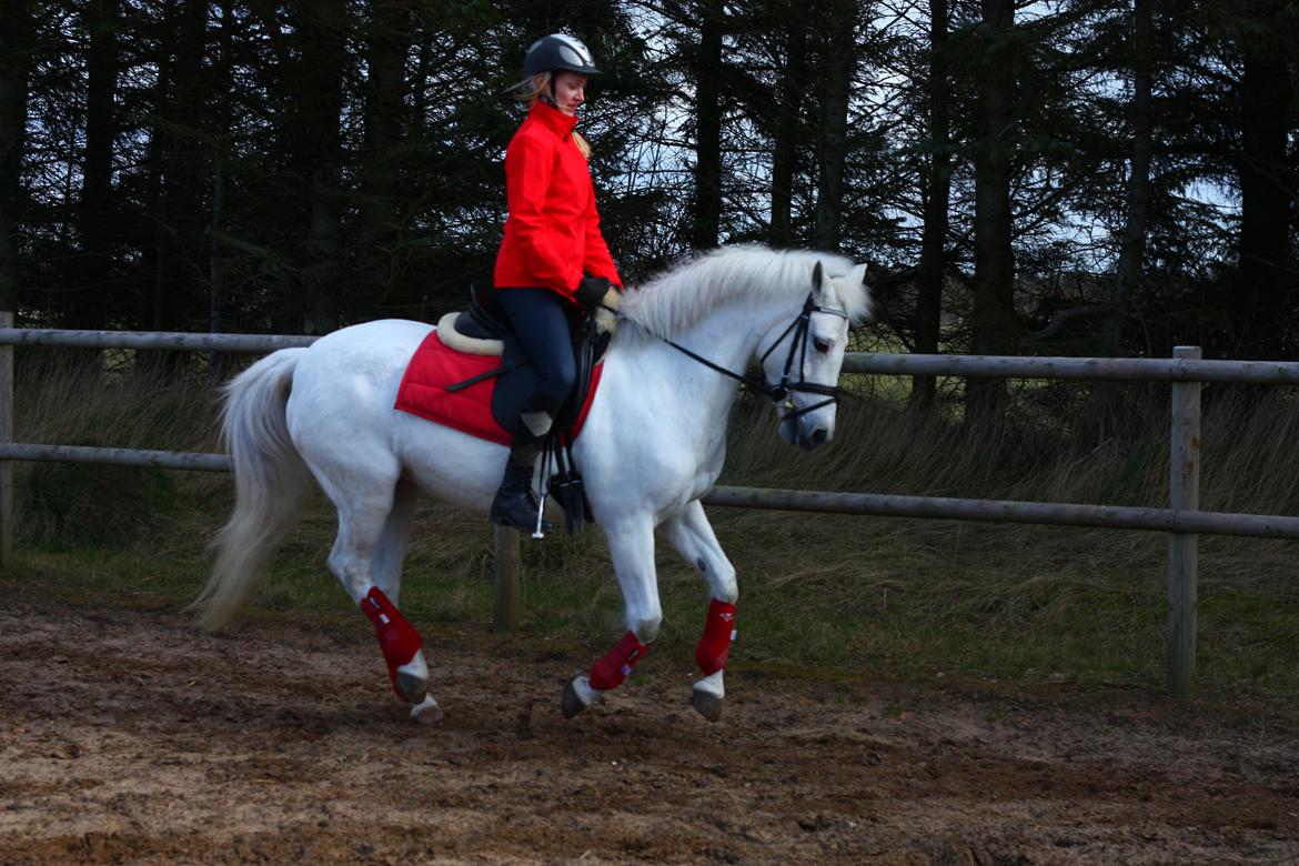 New Forest Øxenborg's Papagena billede 23