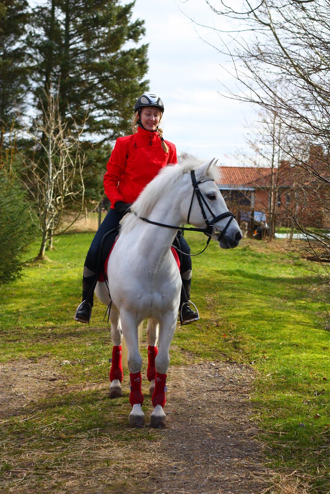 New Forest Øxenborg's Papagena billede 2