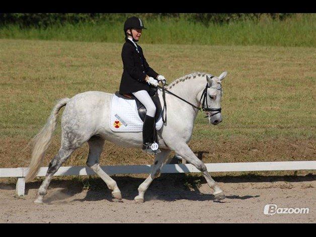 New Forest Øxenborg's Papagena billede 9