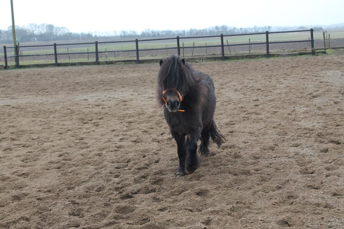 Knabstrupper Gizmo - lille pot - My soulmate <33 billede 27