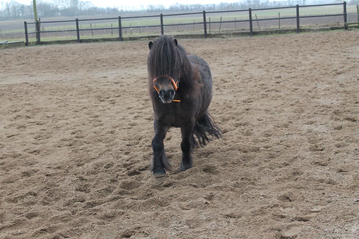 Knabstrupper Gizmo - lille pot - My soulmate <33 billede 6