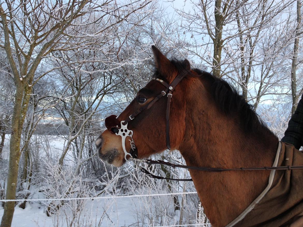 Anden særlig race Roosgårdens Cocktail billede 18