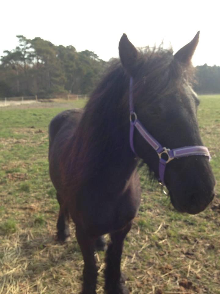 Fell pony Ellegaards Donna billede 9