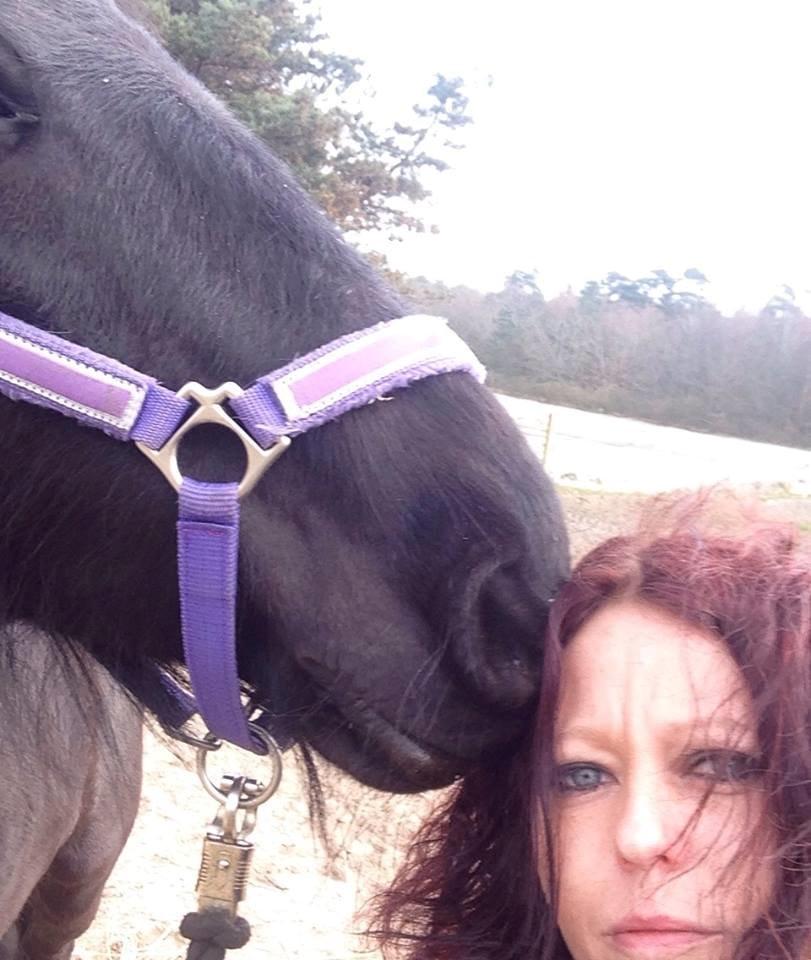 Fell pony Ellegaards Donna billede 10