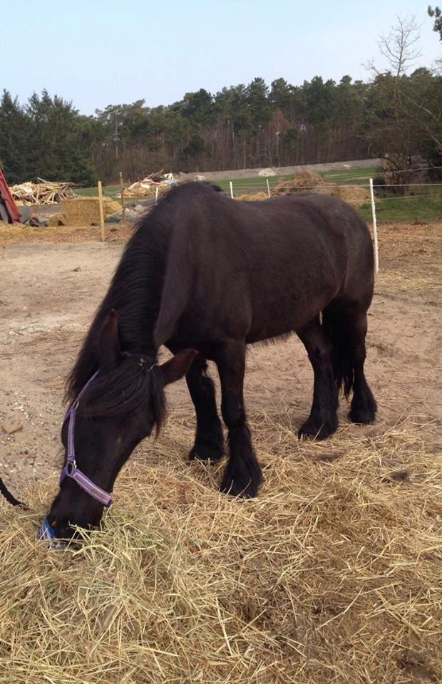 Fell pony Ellegaards Donna billede 11