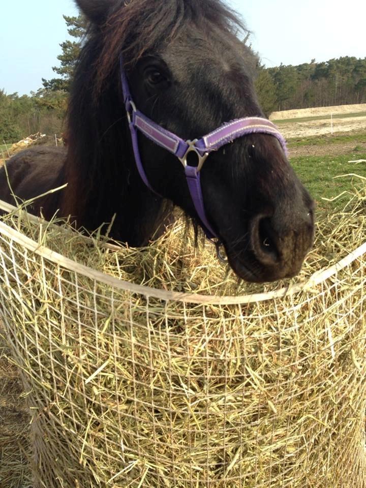 Fell pony Ellegaards Donna billede 12